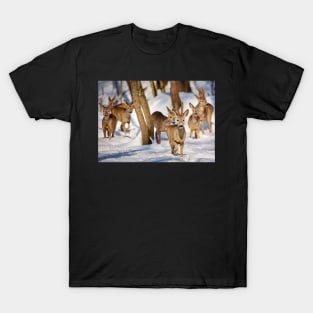 Roe buck in the forest T-Shirt